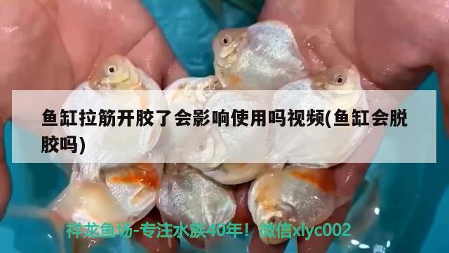 魚缸拉筋開膠了會影響使用嗎視頻(魚缸會脫膠嗎)