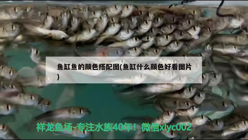 魚缸魚的顏色搭配圖(魚缸什么顏色好看圖片) 龍魚芯片掃碼器