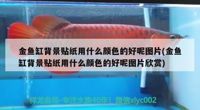 金魚缸背景貼紙用什么顏色的好呢圖片(金魚缸背景貼紙用什么顏色的好呢圖片欣賞)