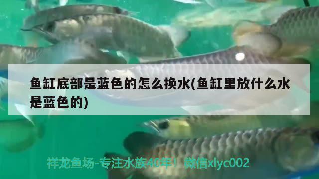 魚缸底部是藍(lán)色的怎么換水(魚缸里放什么水是藍(lán)色的)