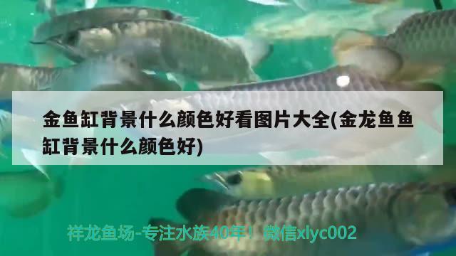 金魚(yú)缸背景什么顏色好看圖片大全(金龍魚(yú)魚(yú)缸背景什么顏色好)