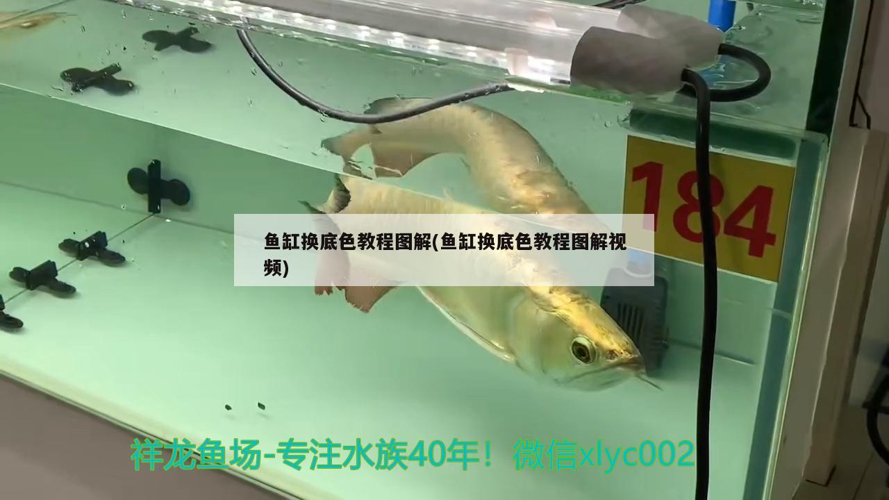 魚缸換底色教程圖解(魚缸換底色教程圖解視頻) 白條過背金龍魚