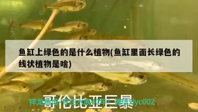 魚(yú)缸上綠色的是什么植物(魚(yú)缸里面長(zhǎng)綠色的線狀植物是啥)