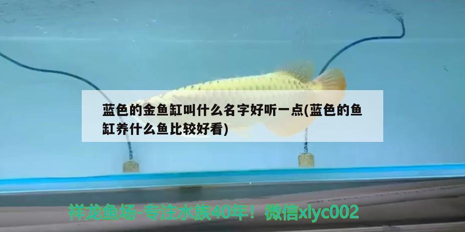 藍色的金魚缸叫什么名字好聽一點(藍色的魚缸養(yǎng)什么魚比較好看)