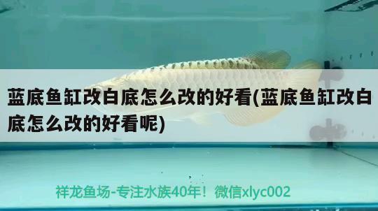 藍(lán)底魚(yú)缸改白底怎么改的好看(藍(lán)底魚(yú)缸改白底怎么改的好看呢)