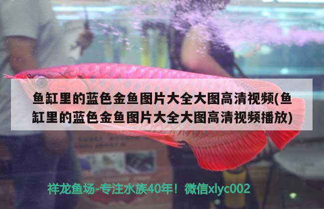 魚缸里的藍色金魚圖片大全大圖高清視頻(魚缸里的藍色金魚圖片大全大圖高清視頻播放)