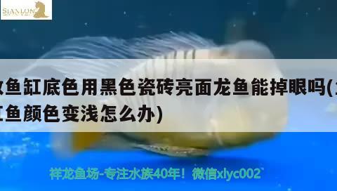 改魚缸底色用黑色瓷磚亮面龍魚能掉眼嗎(魚缸魚顏色變淺怎么辦) 虎魚魚苗