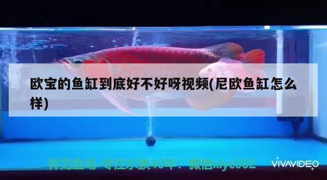 歐寶的魚缸到底好不好呀視頻(尼歐魚缸怎么樣)