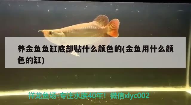 養(yǎng)金魚魚缸底部貼什么顏色的(金魚用什么顏色的缸)