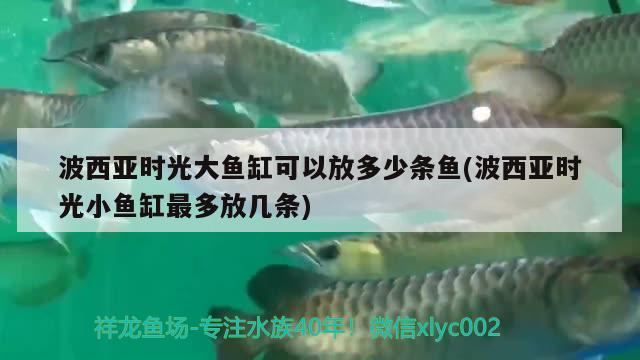 波西亞時(shí)光大魚(yú)缸可以放多少條魚(yú)(波西亞時(shí)光小魚(yú)缸最多放幾條) 魚(yú)缸清潔用具