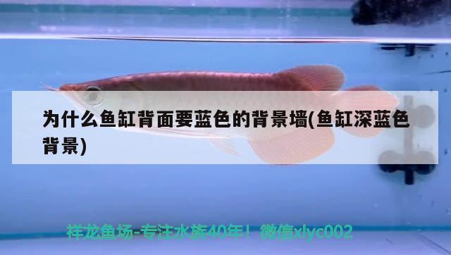 為什么魚(yú)缸背面要藍(lán)色的背景墻(魚(yú)缸深藍(lán)色背景)