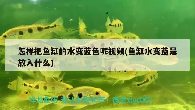 怎樣把魚缸的水變藍色呢視頻(魚缸水變藍是放入什么) 白條過背金龍魚