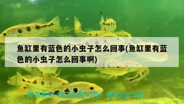 魚缸里有藍色的小蟲子怎么回事(魚缸里有藍色的小蟲子怎么回事啊)