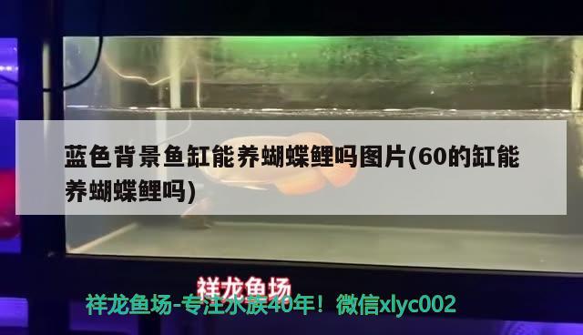 藍(lán)色背景魚缸能養(yǎng)蝴蝶鯉嗎圖片(60的缸能養(yǎng)蝴蝶鯉嗎) 蝴蝶鯉