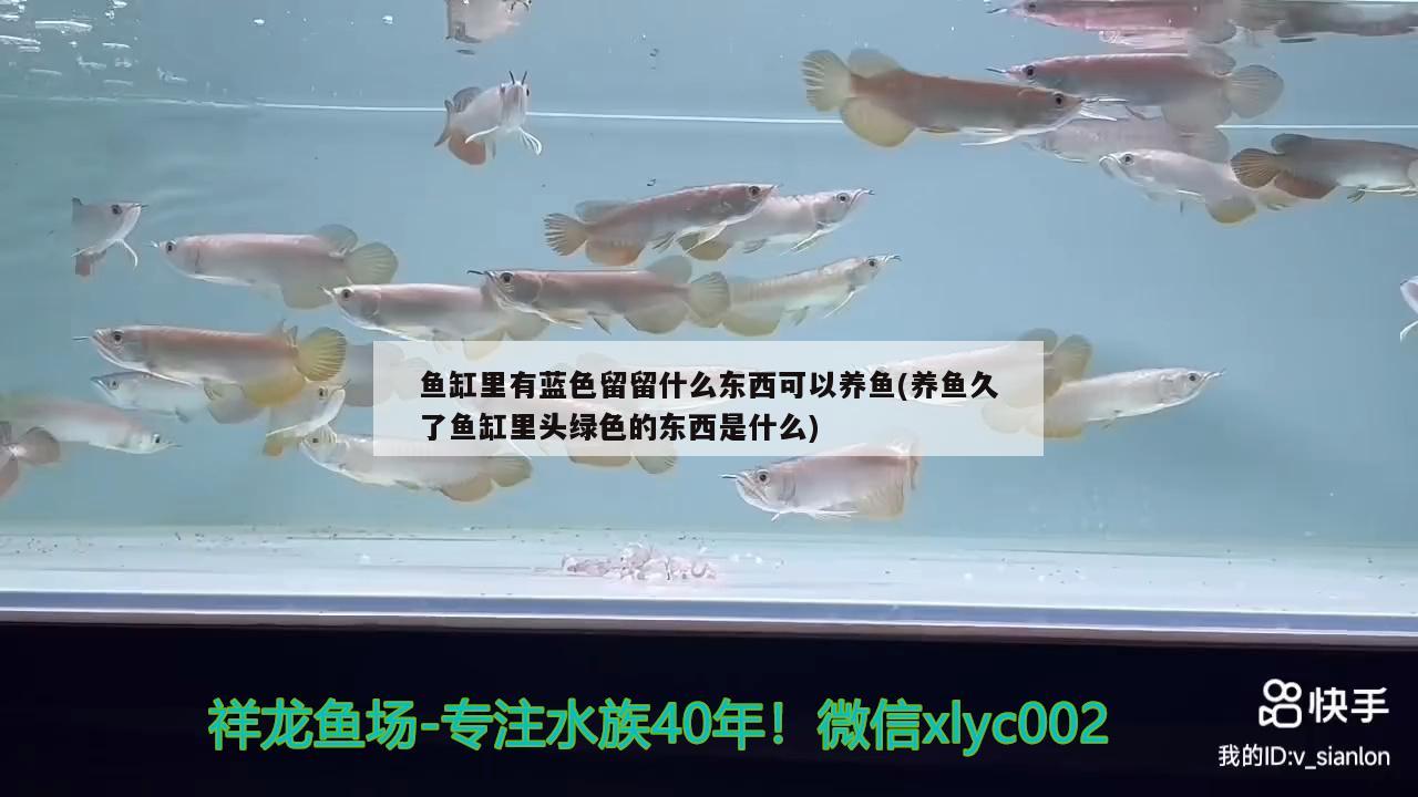 魚缸里有藍(lán)色留留什么東西可以養(yǎng)魚(養(yǎng)魚久了魚缸里頭綠色的東西是什么)