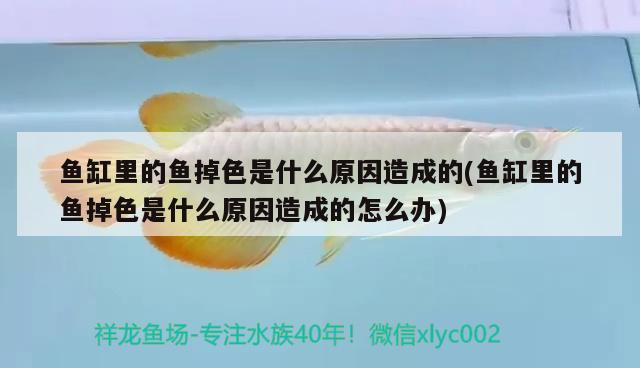 魚缸里的魚掉色是什么原因造成的(魚缸里的魚掉色是什么原因造成的怎么辦)