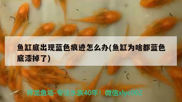 魚缸底出現(xiàn)藍色痕跡怎么辦(魚缸為啥都藍色底漆掉了) 魚缸/水族箱