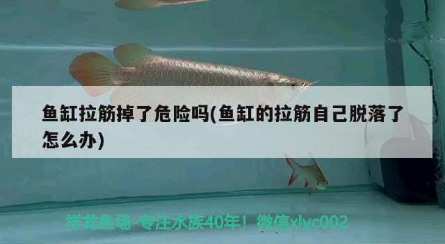 魚缸拉筋掉了危險嗎(魚缸的拉筋自己脫落了怎么辦)