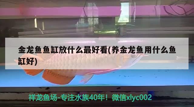 金龍魚魚缸放什么最好看(養(yǎng)金龍魚用什么魚缸好)