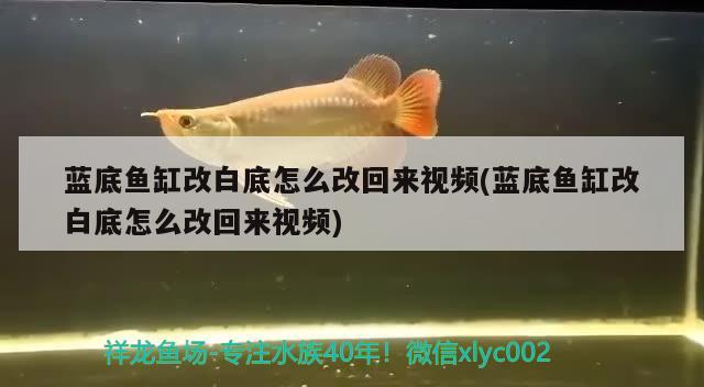 藍底魚缸改白底怎么改回來視頻(藍底魚缸改白底怎么改回來視頻)