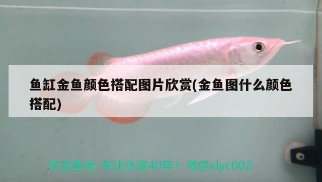 魚(yú)缸金魚(yú)顏色搭配圖片欣賞(金魚(yú)圖什么顏色搭配)