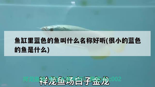 魚缸里藍色的魚叫什么名稱好聽(很小的藍色的魚是什么)