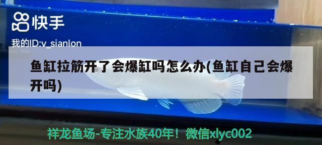 魚缸拉筋開了會爆缸嗎怎么辦(魚缸自己會爆開嗎) B級過背金龍魚