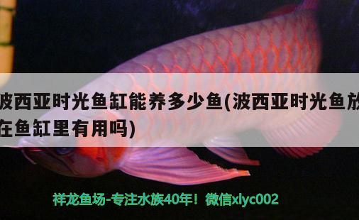 波西亞時光魚缸能養(yǎng)多少魚(波西亞時光魚放在魚缸里有用嗎)