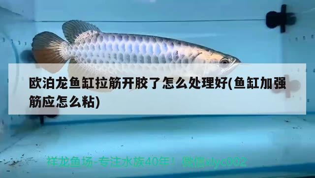 歐泊龍魚缸拉筋開膠了怎么處理好(魚缸加強(qiáng)筋應(yīng)怎么粘)