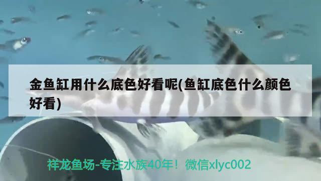 金魚缸用什么底色好看呢(魚缸底色什么顏色好看)