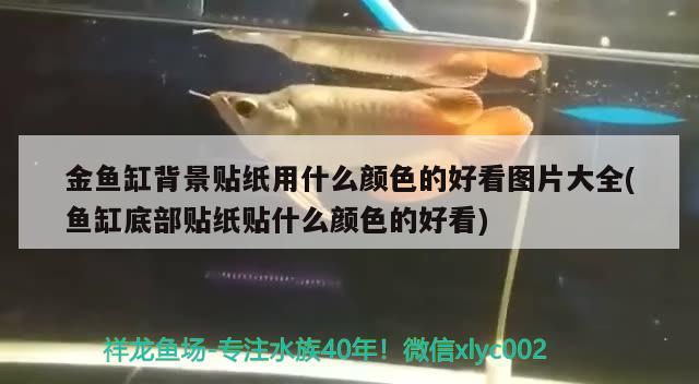 金魚缸背景貼紙用什么顏色的好看圖片大全(魚缸底部貼紙貼什么顏色的好看)