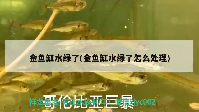 金魚缸水綠了(金魚缸水綠了怎么處理) 野彩魚