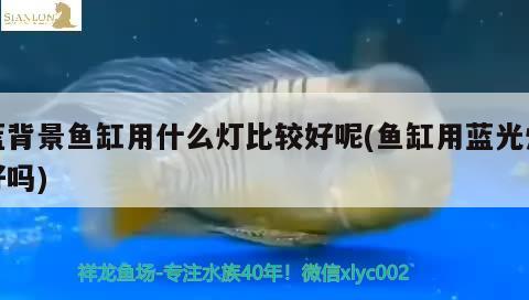 藍背景魚缸用什么燈比較好呢(魚缸用藍光燈好嗎)