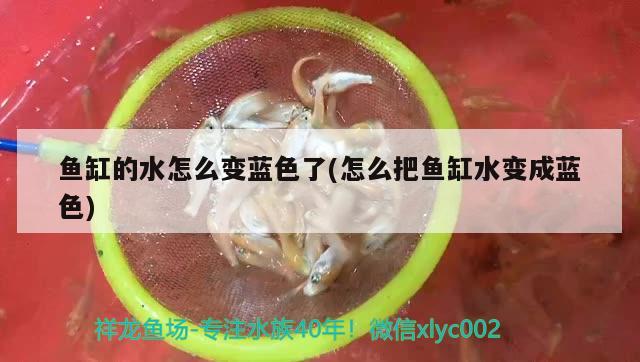 魚缸的水怎么變藍(lán)色了(怎么把魚缸水變成藍(lán)色) 定時(shí)器/自控系統(tǒng)