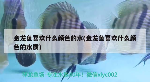 金龍魚喜歡什么顏色的水(金龍魚喜歡什么顏色的水質(zhì)) 其它水族用具設(shè)備 第2張