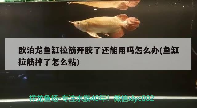 歐泊龍魚缸拉筋開膠了還能用嗎怎么辦(魚缸拉筋掉了怎么粘)