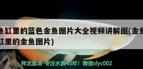 魚缸里的藍色金魚圖片大全視頻講解圖(金魚缸里的金魚圖片) 錦鯉池魚池建設(shè)