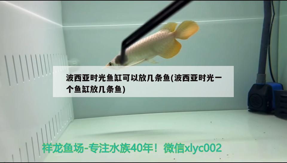 波西亞時光魚缸可以放幾條魚(波西亞時光一個魚缸放幾條魚)