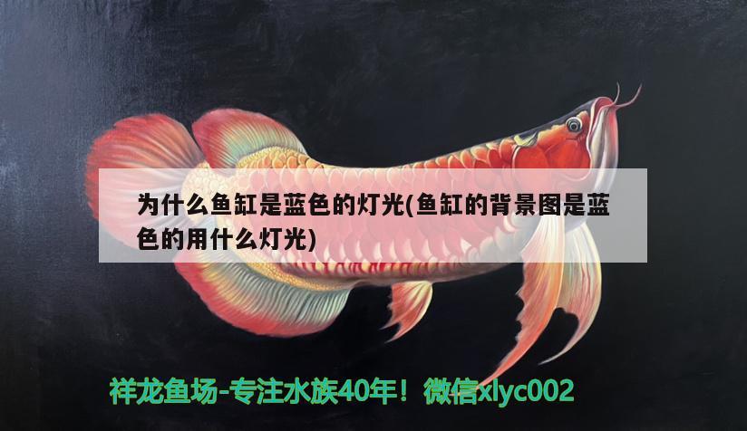 為什么魚缸是藍(lán)色的燈光(魚缸的背景圖是藍(lán)色的用什么燈光)