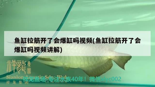 魚缸拉筋開了會爆缸嗎視頻(魚缸拉筋開了會爆缸嗎視頻講解)