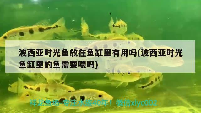 波西亞時(shí)光魚放在魚缸里有用嗎(波西亞時(shí)光魚缸里的魚需要喂嗎)