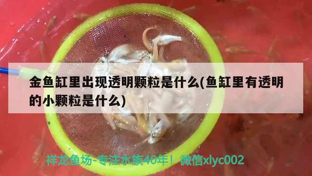 金魚缸里出現(xiàn)透明顆粒是什么(魚缸里有透明的小顆粒是什么)