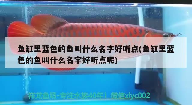 魚缸里藍色的魚叫什么名字好聽點(魚缸里藍色的魚叫什么名字好聽點呢)