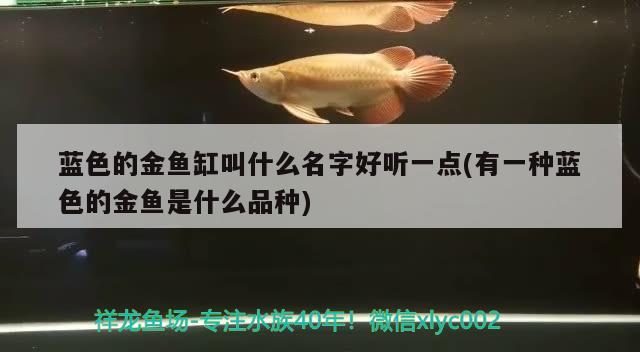 藍色的金魚缸叫什么名字好聽一點(有一種藍色的金魚是什么品種)