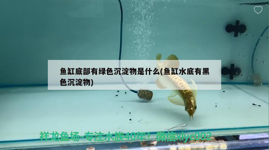 魚缸底部有綠色沉淀物是什么(魚缸水底有黑色沉淀物)