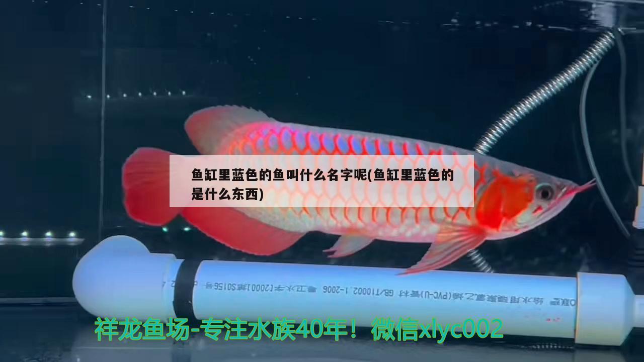 魚缸里藍(lán)色的魚叫什么名字呢(魚缸里藍(lán)色的是什么東西)