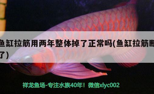 魚缸拉筋用兩年整體掉了正常嗎(魚缸拉筋斷了)