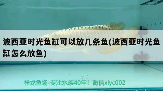 波西亞時光魚缸可以放幾條魚(波西亞時光魚缸怎么放魚)