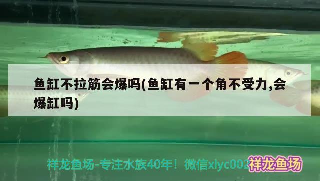 魚(yú)缸不拉筋會(huì)爆嗎(魚(yú)缸有一個(gè)角不受力,會(huì)爆缸嗎) 泰國(guó)虎魚(yú)