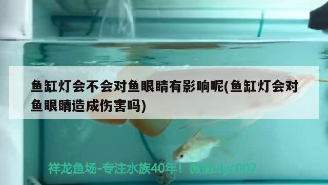 魚缸燈會不會對魚眼睛有影響呢(魚缸燈會對魚眼睛造成傷害嗎)